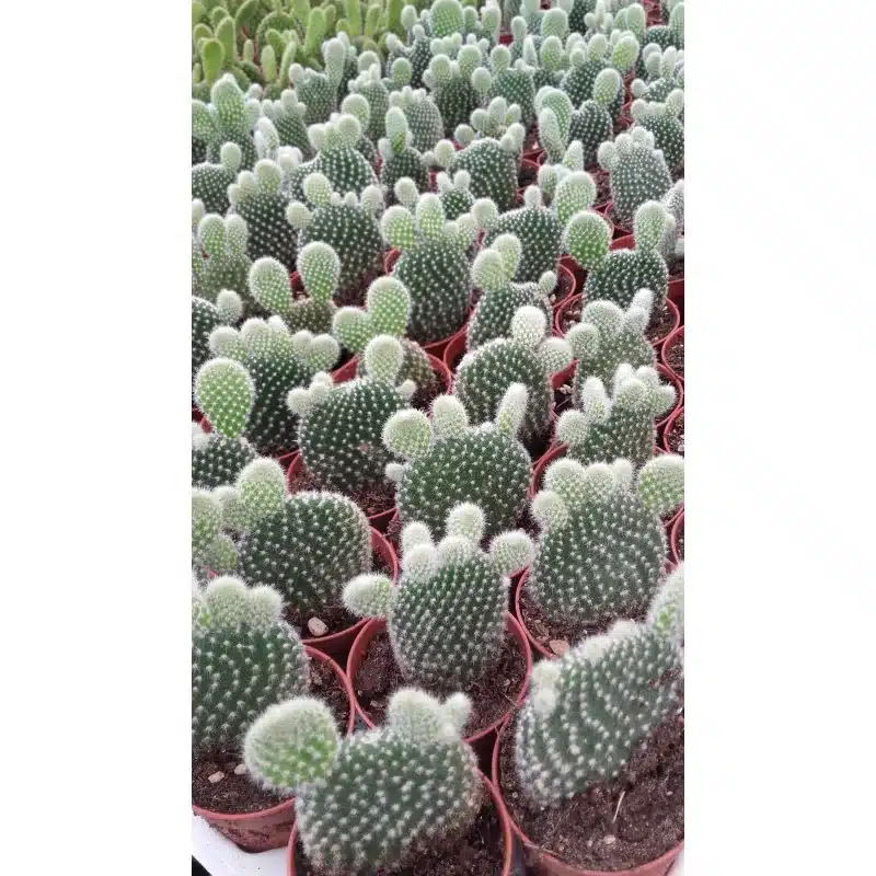 OPUNTIA MICRODASYS ALBISPINA