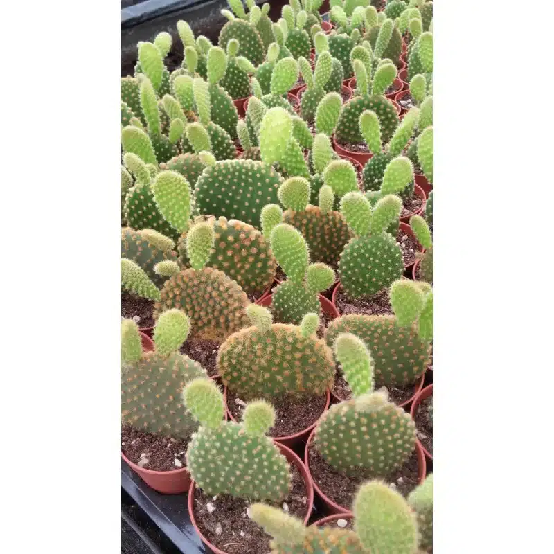 OPUNTIA MICRODASYS