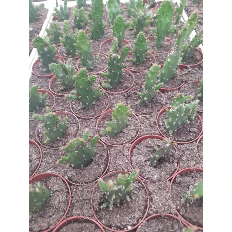 OPUNTIA VULGARIS VARIEGATA