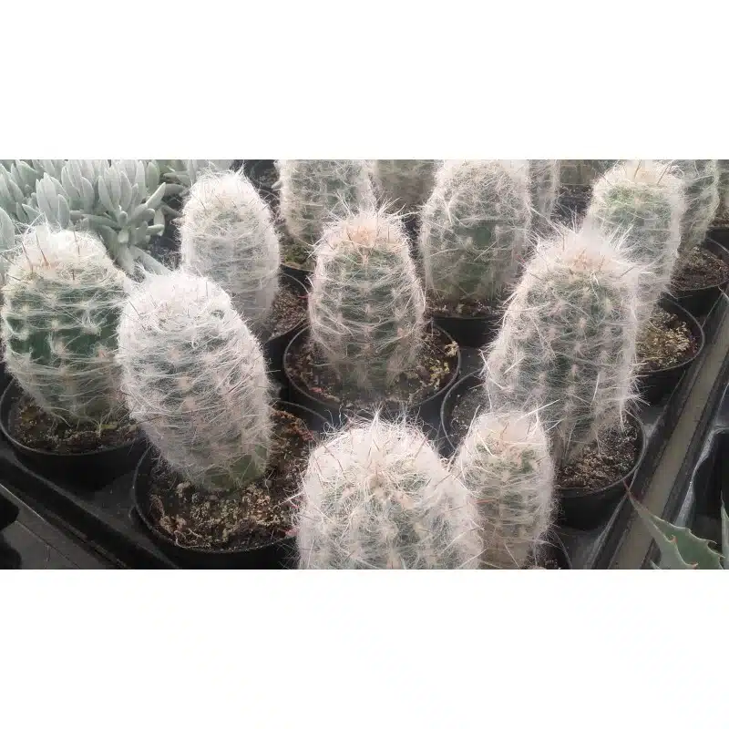 OREOCEREUS CELSIANUS