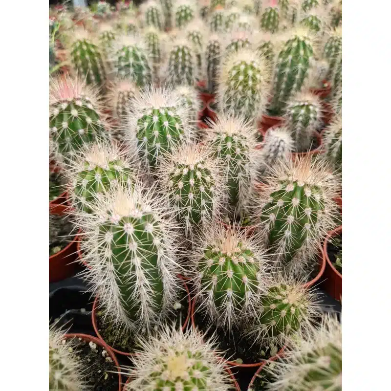 PACHYCEREUS PRINGLEI