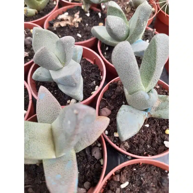 PLEIOSPILOS BOLUSII