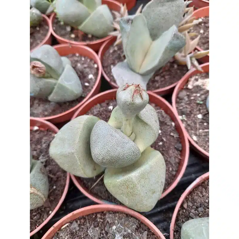 PLEIOSPILOS NELII