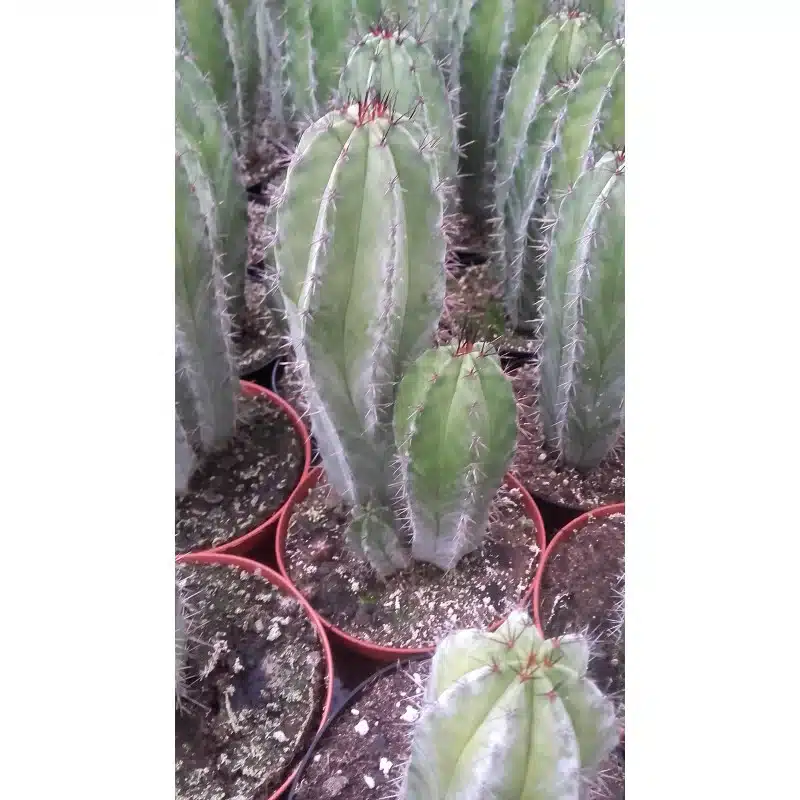 POLASKIA CHICHIPE