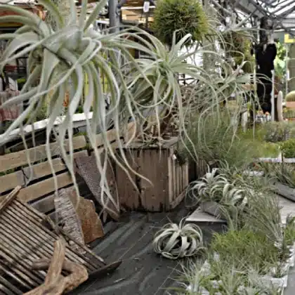 TILLANDSIAS