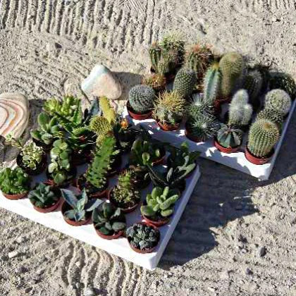 LOTS DE PLANTES