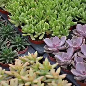 SUCCULENTES