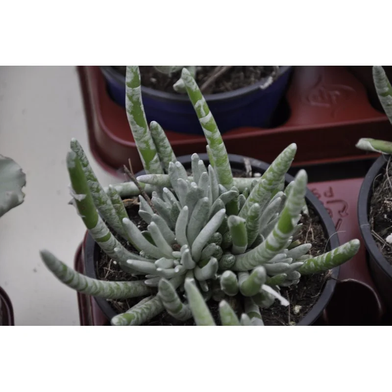 SENECIO SCAPOSUS