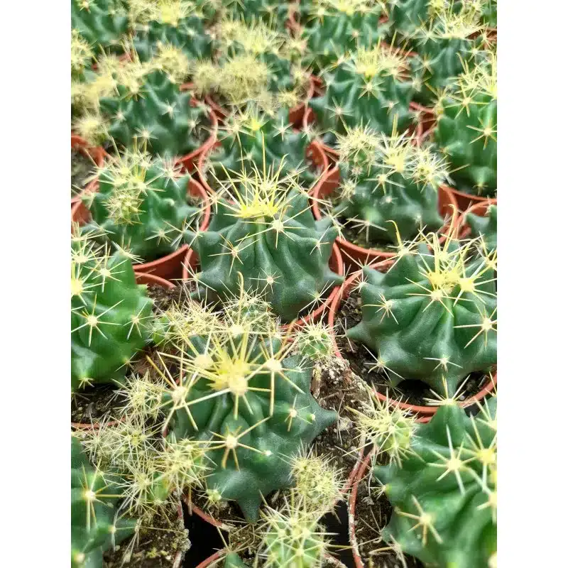 THELOCACTUS MACDOWELLII