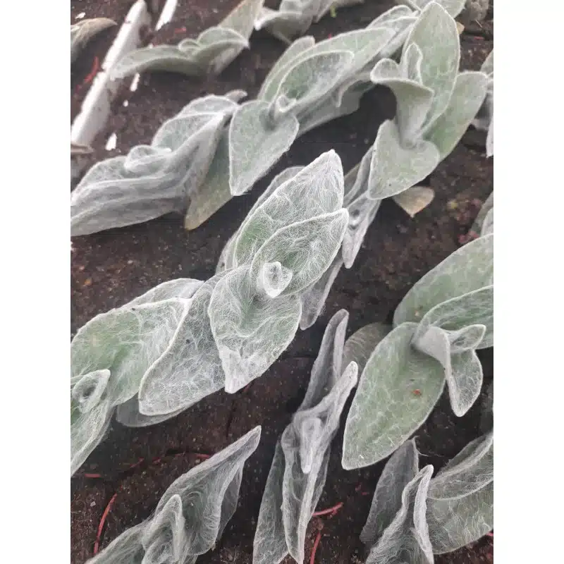 TRADESCANTIA SILLAMONTANA