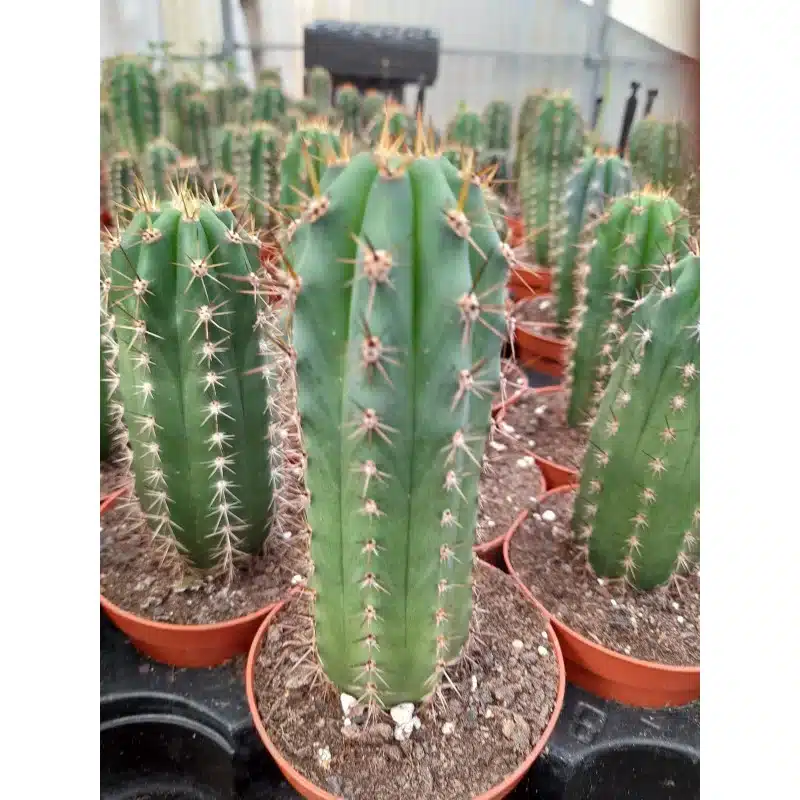 TRICHOCEREUS PACHANOÏ