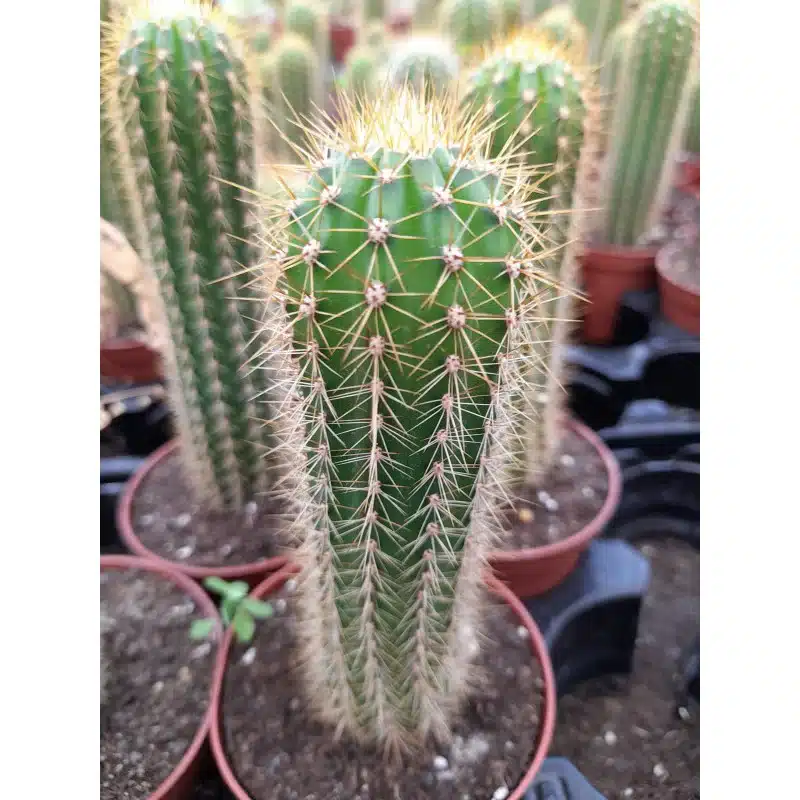TRICHOCEREUS SPACHIANUS