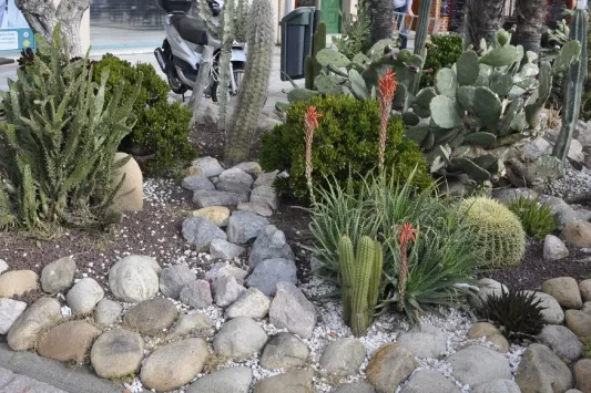 Cactus sur les quais de Port Vendres