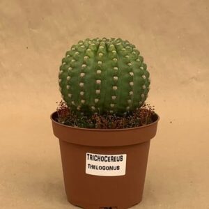 trichocereus thelogonus