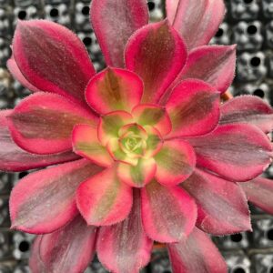 aeonium medusa