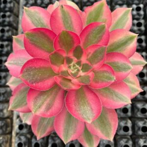 aeoniums de collection