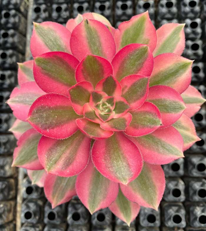 aeoniums de collection