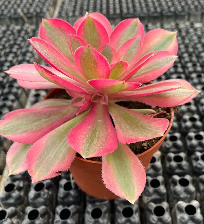 Aeonium pink witch – Image 2