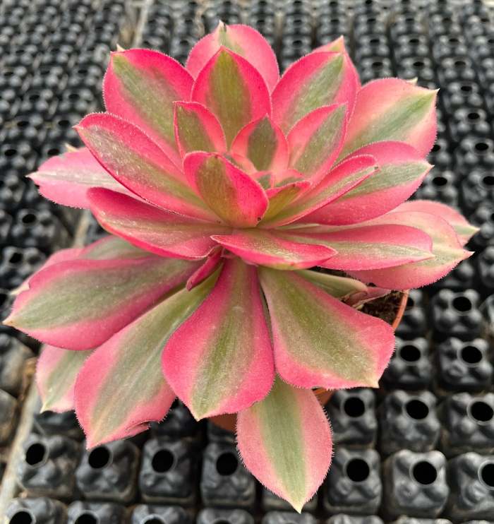 Aeonium pink witch – Image 3