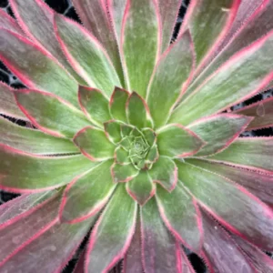 aeonium firecraker