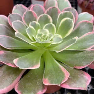 aeonium green rose