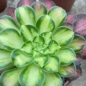 aeonium pink witch yellow middle