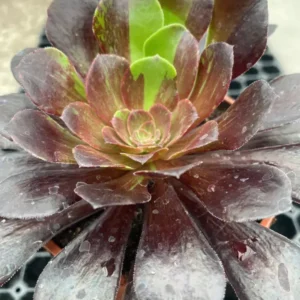 aeonium super bang plus