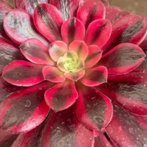 aeonium medusa