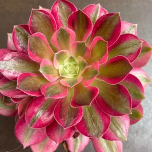 aeonium pink witch