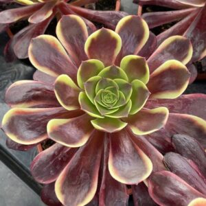 aeonium super bang